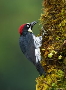 8805 Acorn Woodpecker (Melanerpes formicivorus), Costa Rica