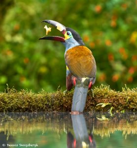 9032 Plate-billed Mountain Toucan (Andigena laminirostris), Ecuador