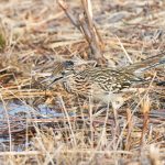 8371 Greater Roadrunner (Geococcyx californianus), Bosque del Apache, NM