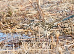 8371 Greater Roadrunner (Geococcyx californianus), Bosque del Apache, NM