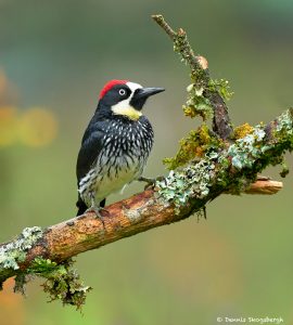 8806 Acorn Woodpecker (Melanerpes formicivorus), Costa Rica