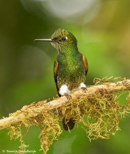 9033 Buff-tailed Coronet (Boissonneauna flacescens), Ecuador