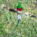 8807 Resplendent Quetzal (Pharomachrus mocinno), Costa Rica