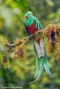 8809 Resplendent Quetzal (Pharomachrus mocinno), Costa Rica