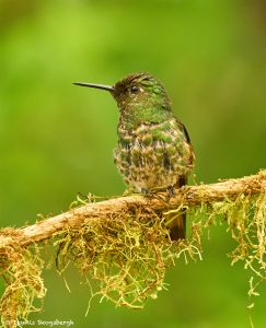9038 Buff-tailed Coronet (Boissonneauna flacescens), Ecuador
