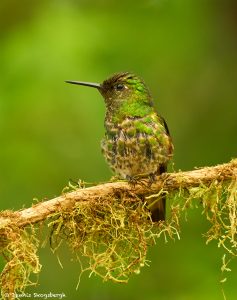 9038 Buff-tailed Coronet (Boissonneauna flacescens), Ecuador
