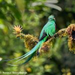 8810 Resplendent Quetzal (Pharomachrus mocinno), Costa Rica