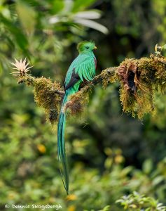 8810 Resplendent Quetzal (Pharomachrus mocinno), Costa Rica