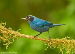 9013 Masked Flowerpiercer (Diglossopis cyanea), Ecuador