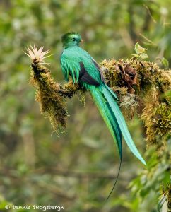 8812 Resplendent Quetzal (Pharomachrus mocinno), Costa Rica
