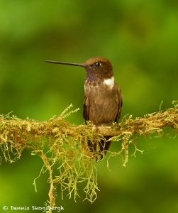 9042 Brown Inca (Coeligena wilsoni), Ecuador