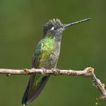 8839 Talamanca Hummingbird (Eugenes spectabilis), Costa Rica