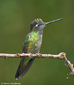 8839 Talamanca Hummingbird (Eugenes spectabilis), Costa Rica