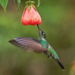 8840 Talamanca Hummingbird (Eugenes spectabilis), Costa Rica