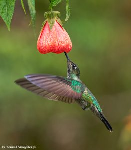 8840 Talamanca Hummingbird (Eugenes spectabilis), Costa Rica