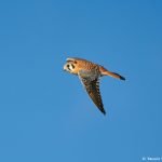 8374 American Kestrel (Falco sparverius), Bosque del Apache, NM