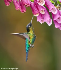 8837 Fiery-throated Hummingbird (Panterpe insignis), Costa Rica