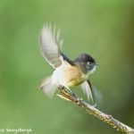 8836 Black-capped Flycatcher (Empidonax atricep), Costa Rica