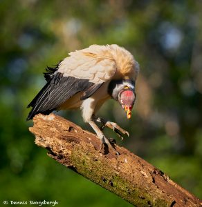 8918 King Vulture (Sarcoramphus papa), Laguna del Lagarto Lodge, Costa Rica