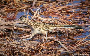 8378 Greater Roadrunner (Geococcyx californianus), Bosque del Apache, NM