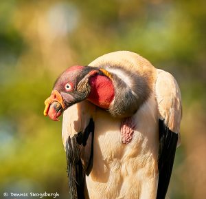 8919 King Vulture (Sarcoramphus papa), Laguna del Lagarto Lodge, Costa Rica
