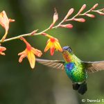 8823 Fiery-throated Hummingbird (Panterpe insignis), Costa Rica Volcano Hummingbird (Selasphorus flammula), Costa Rica