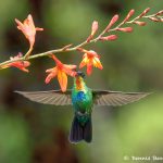 8824 Fiery-throated Hummingbird (Panterpe insignis), Costa Rica