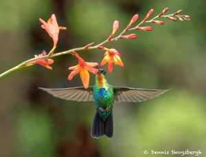 8824 Fiery-throated Hummingbird (Panterpe insignis), Costa Rica