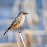 8379 Say's Phoebe (Sayornis saya), Bosque del Apache, NM