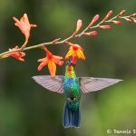 8825 Fiery-throated Hummingbird (Panterpe insignis), Costa Rica
