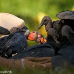 8920 King Vulture (Sarcoramphus papa), Laguna del Lagarto Lodge, Costa Rica