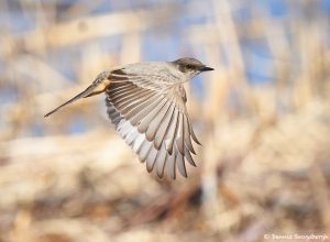 8381 Say's Phoebe (Sayornis saya), Bosque del Apache, NM