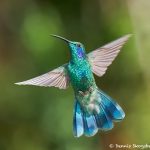 8820 Lesser Violet-ear (Colibri cyanotus), Costa Rica