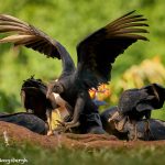 8922 King Vulture (Sarcoramphus papa), Laguna del Lagarto Lodge, Costa Rica