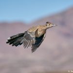 8387 Greater Roadrunner (Geococcyx californianus), Bosque del Apache, NM