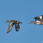 8391 American Wigeon (Anas americana), Bosque del Apache, NM