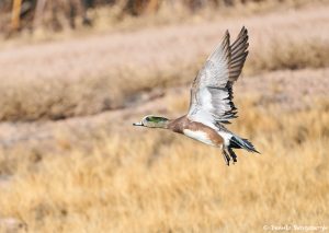 8392 American Wigeon (Anas americana), Bosque del Apache, NM