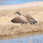 8394 Canada Goose (Branta canadensis), Bosque del Apache, NM