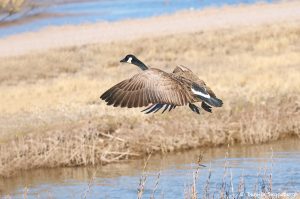 8394 Canada Goose (Branta canadensis), Bosque del Apache, NM