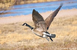 8395 Canada Goose (Branta canadensis), Bosque del Apache, NM