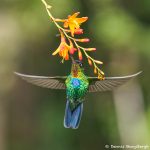 8828 Fiery-throated Hummingbird (Panterpe insignis), Costa Rica