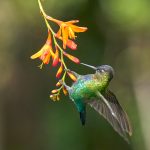 8829 Fiery-throated Hummingbird (Panterpe insignis), Costa Rica