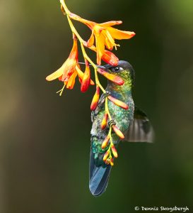 8832 Fiery-throated Hummingbird (Panterpe insignis), Costa Rica