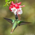 8833 Talamanca Hummingbird (Eugenes spectabilis), Costa Rica