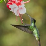 8834 Talamanca Hummingbird (Eugenes spectabilis), Costa Rica