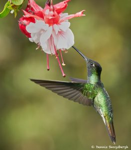 8834 Talamanca Hummingbird (Eugenes spectabilis), Costa Rica