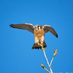 8398 American Kestrel (Falco sparverius), Bosque del Apache, NM