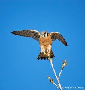 8398 American Kestrel (Falco sparverius), Bosque del Apache, NM