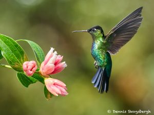 8831 Fiery-throated Hummingbird (Panterpe insignis), Costa Rica