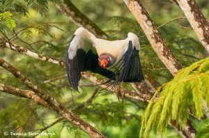 8927 King Vulture (Sarcoramphus papa), Laguna del Lagarto Lodge, Costa Rica